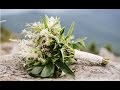 Wedding Bouquet Herbs