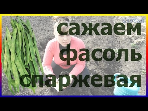 Выращивание спаржевой фасоли – посадка и уход (Воронежская область)