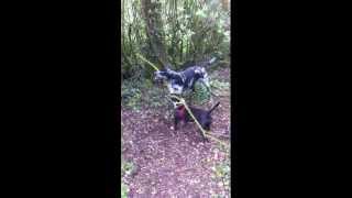 Stef - Staffordshire Bull Terrier And Collie Cross Playing With A Tree