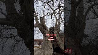 900 Years Old Tree In Telavi, Georgia