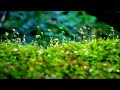 【ヒーリングBGM】雨音2時間/Raining 2 hours/Nature sounds Chill out music