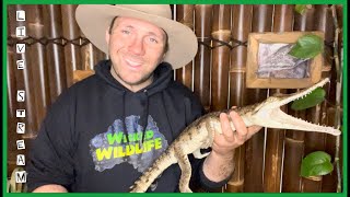 How Bob Irwin SAVED Wicked Wildlife, and he doesn’t even know it!  :  Livestream