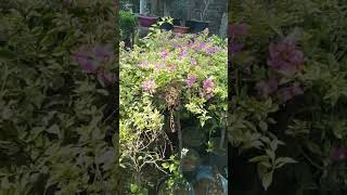 Bougainville A Plant Plant2026
