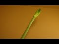 Amaryllis Growing, Flowering and Decaying, Time-Lapse