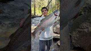Caught 7.3Lb Trout In Rock Creek Eastern Sierra Bishop Ca Summer June 2025