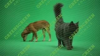Dog And Cat: sitting together then walking around- Green Screen