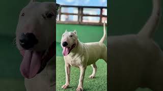 Most Bad Bullterrier Puppy On Planet 9 Month 36Kg