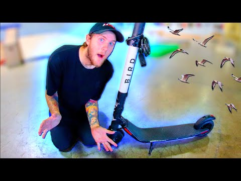 WE SKATED BIRDS?!?