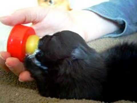 royal canin pomeranian hqdefault jpg royal canin pomeranian hqdefault jpg