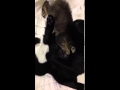 Purring Blobbie sucking on male cat