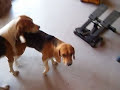 accoppiamento cani vai che stai arrapato 2