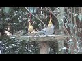 | Sony HDR-CX 130 | Garden Birds In Winter [HD 1080p]