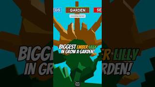Biggest Ember Lily In Grow A Garden