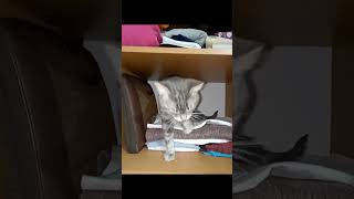 Скучно 😾 #Shortscats #Cat #Tiktok #Ржачныевидео #Смех #Юмор #Приколы #Смех_До_Слез