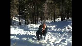 Watch Air Supply Great Pioneer video