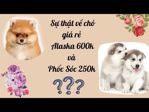 Sự thật về chó giá rẻ Alaska 600k và Phốc Sóc 250k ?