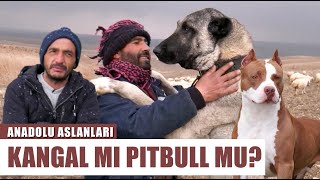 Kangal Mı Pitbull Mu? Köpeğin Kötüyse Kurt Basar Anadolu Aslanları - Barış Çiçek L Arşiv
