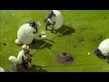 Shaun the sheep S01E12 in Hindi