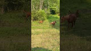Rare Baby Horse “Zoomies” Caught On Film! #Shorts #Babyhorse #Foal #Horselife #Horselover #Zoomies