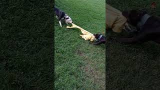 Eli Pit Bull 11 Months