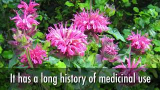 The Benefits Of Growing Bee Balm Bergamot In Your Garden