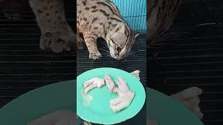 Makanan Kucing Hutan Murah Tapi Manpaatnya Besar