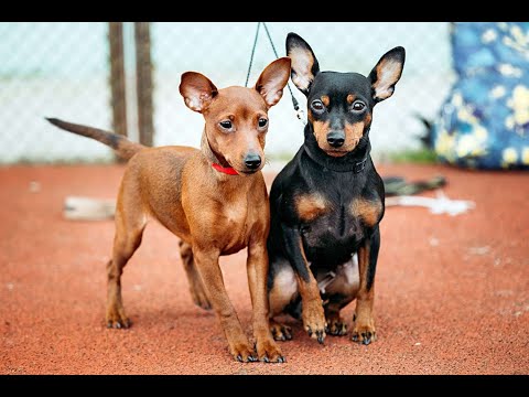 5 Pawsome Facts About Miniature Pinschers: The King of Toys! 🐾