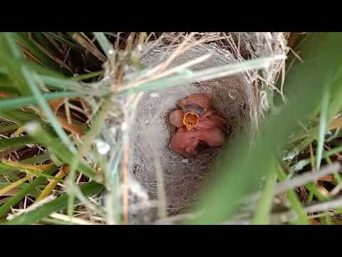 jivan ki khushiyan Khushi ke pal baby bards sound nature