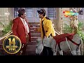 Best of Hindi Comedy Scenes | Movie Hadh Kar Di Aapne | लड़की को भगाने के लिए गोविंदा लेकर आये गधा
