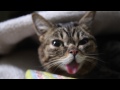 The Gift of BUB