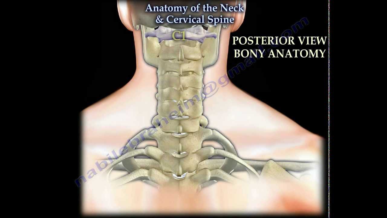 Anatomy Of The Neck  U0026 Cervical Spine