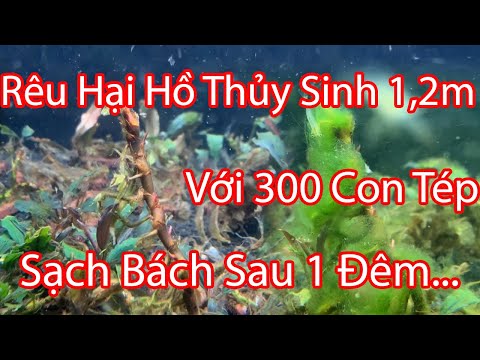 Diệt Rêu Hại Với 300 Con Tép Mũi Đỏ