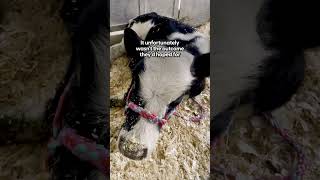Pregnant Cow Escapes Dairy Farm To Have Her Baby The Dodo