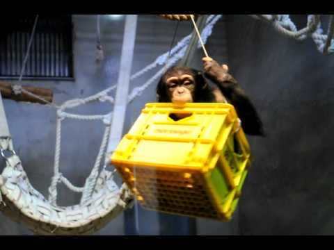 チンパンジーのイチゴの食事風景（いしかわ動物園）