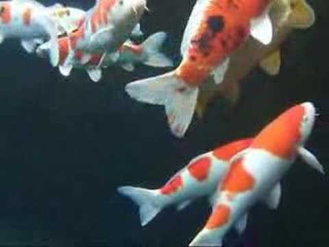 Koi Carp Underwater video