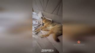 Ольга Орлова Показывает Как Собаки Спят На Кровати!