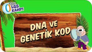 Dna Ve Genetik Kod 0Dan Lgs Kampı