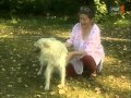 A magyar kutya - A pumi és a mudi