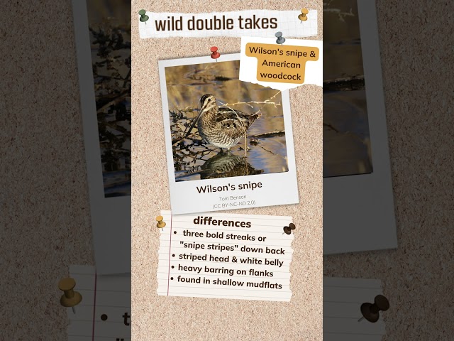 Watch Wild Double Takes: Wilson's Snipe and American Woodcock on YouTube.