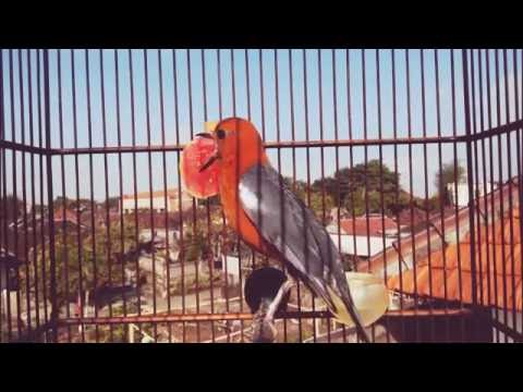 VIDEO : anis merah ngeplong - bagus untuk terapi burung macet. ...