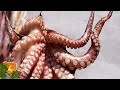 10 Biggest Sea Creatures images 10 Biggest Sea Creatures