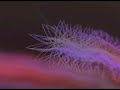 Brainticket---Black Sand