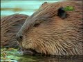 Fooled by Nature - Beaver Dams