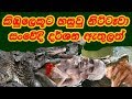 කිඹුලෙකුට හසුවූ නිට්ටැවා -Crocodile caught Nittawa