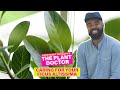 How to Care for Your Ficus Altissima (Council Tree) | The Plant Doctor | Apartment Therapy