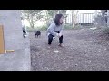 Shiba-dog "Rintaro" (凛太郎）tries Dart Trial !