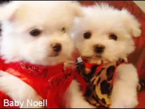 teacup maltese puppies for free. TINY TEACUP Maltese puppies