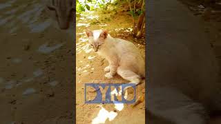 Gatinho Fazendo Xixi
