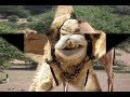 The beauty of Somali Camels - (Quruxda Geela Somaalida)