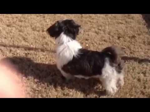 shih tzu bark a lot a purebred shih tzu barking shih tzu bark a lot a purebred shih tzu barking